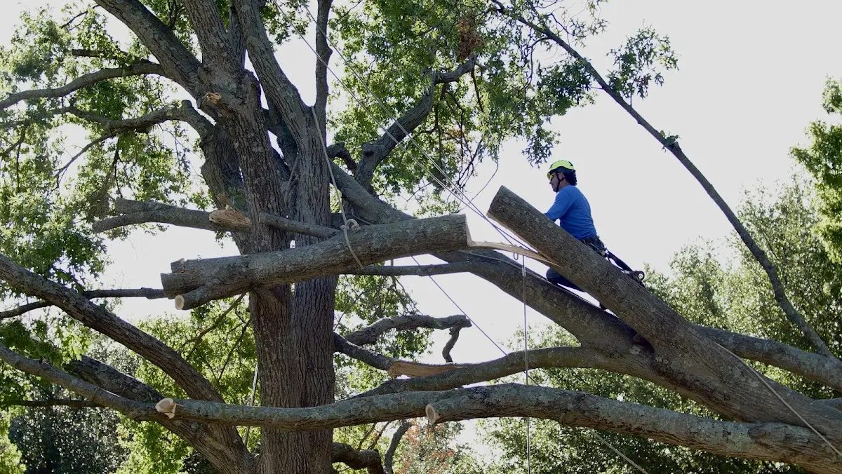 Professional Crown Thinning performed by certified arborists in Ridge Spring